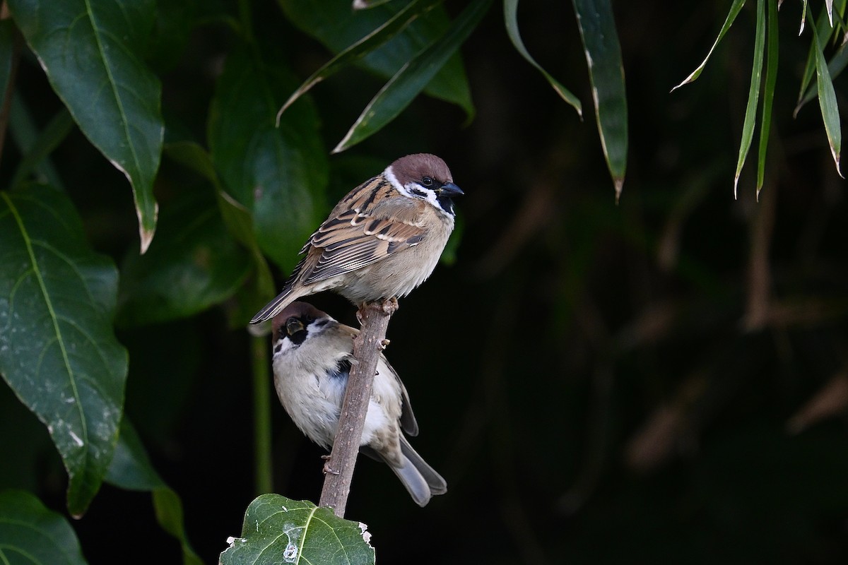 דרור הרים - ML645435316