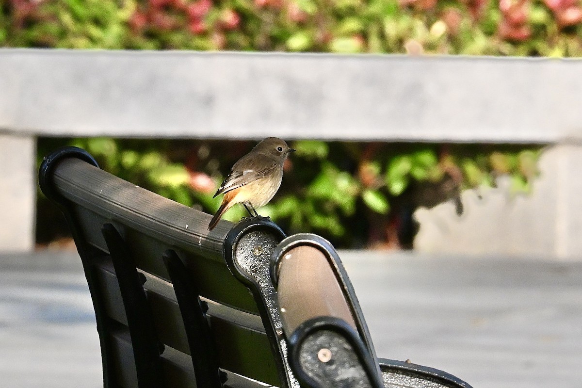 חכלילית סיבירית - ML645435318