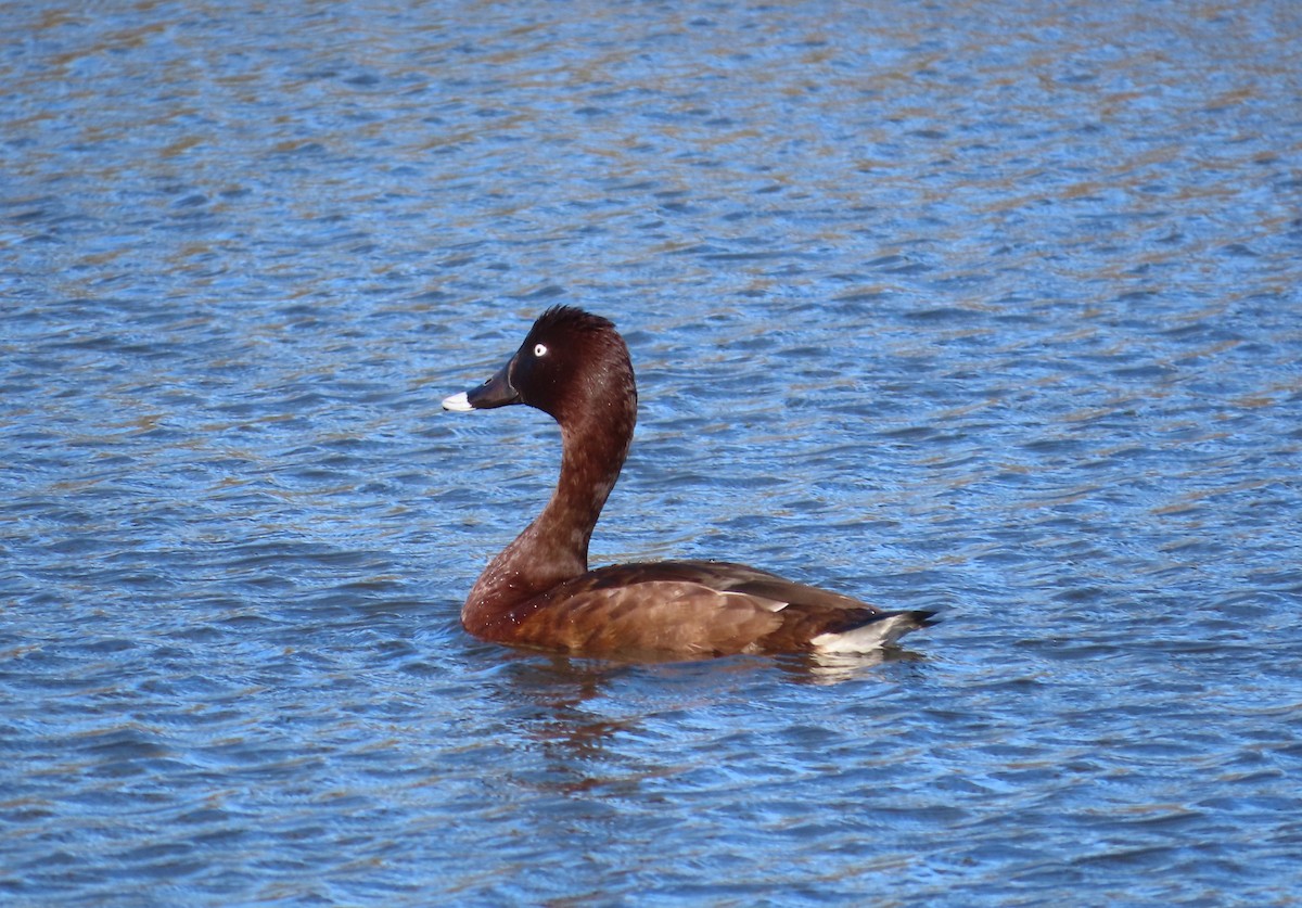 Hardhead - ML645435326