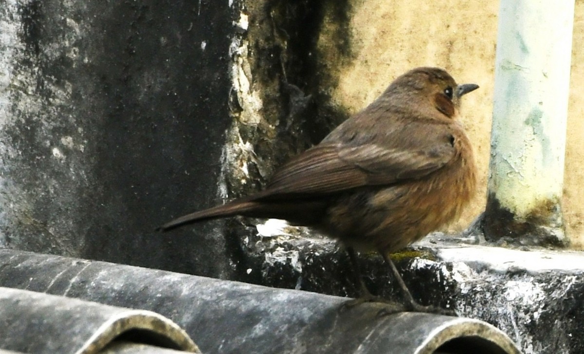 Brown Rock Chat - ML645435338