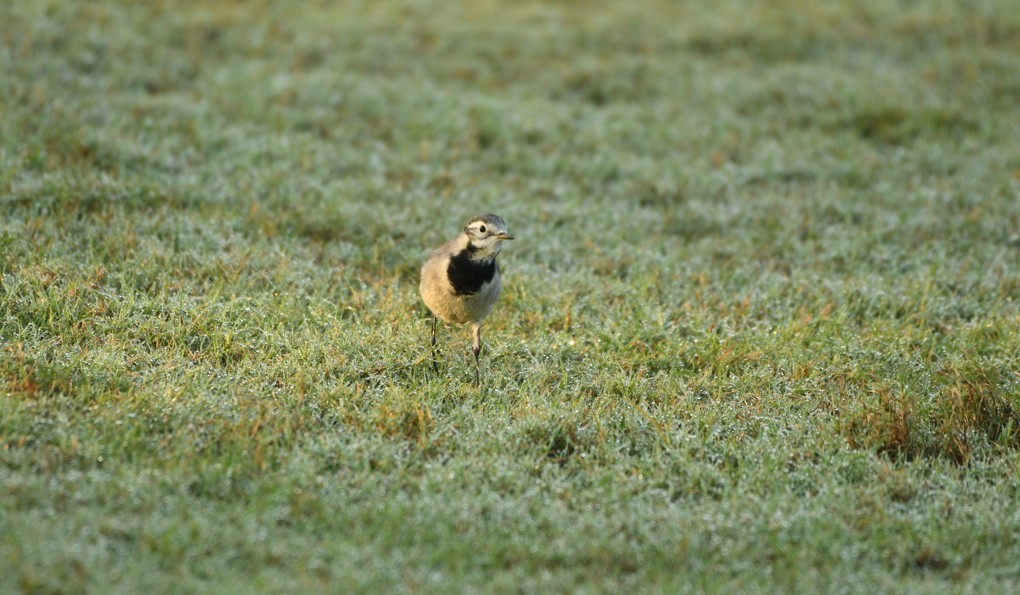 konipas bílý - ML645435343