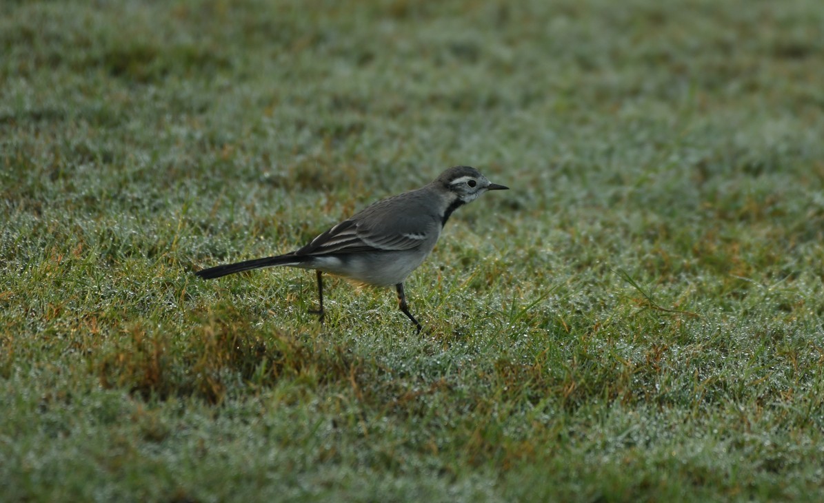 konipas bílý - ML645435344