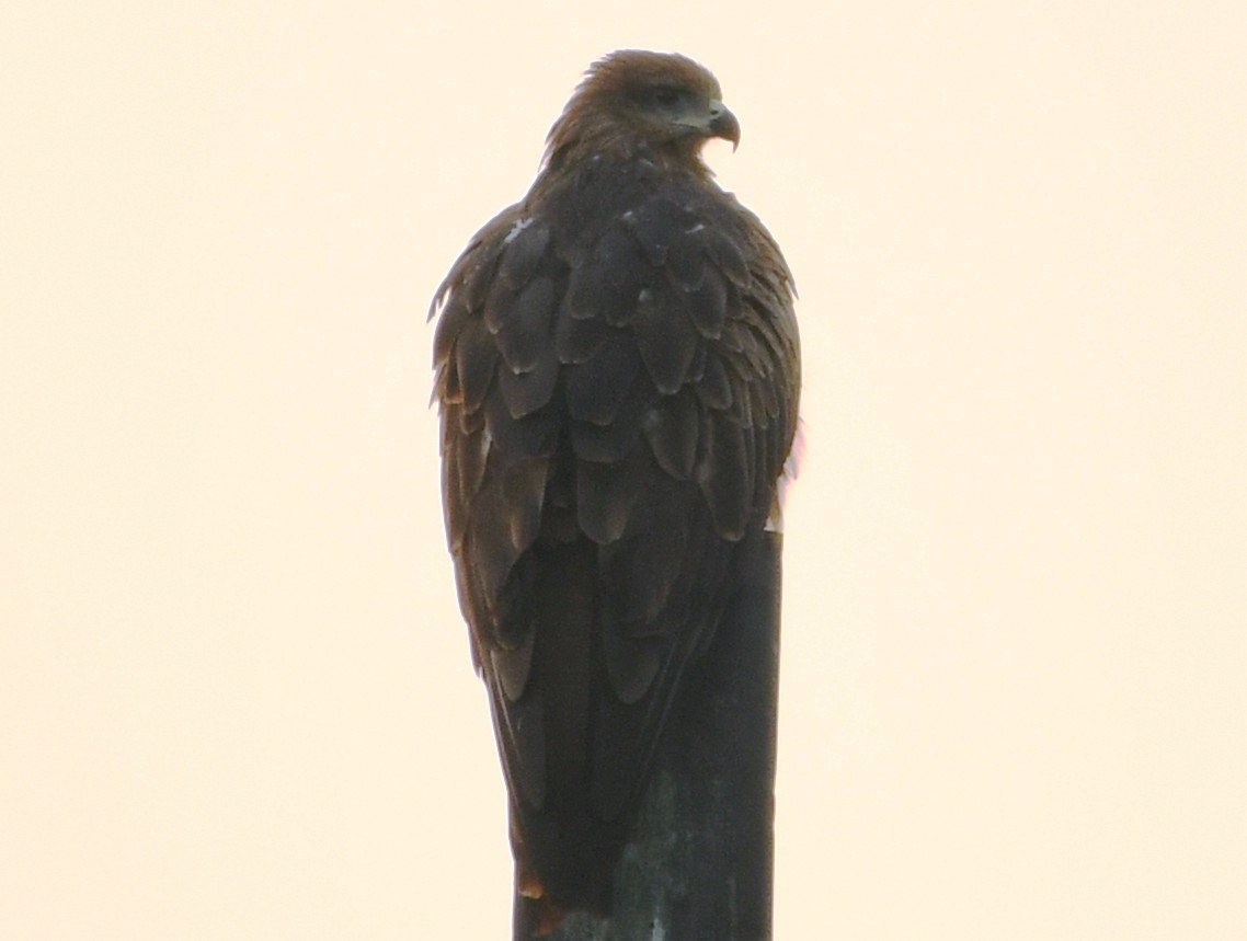 Black Kite - ML645435351