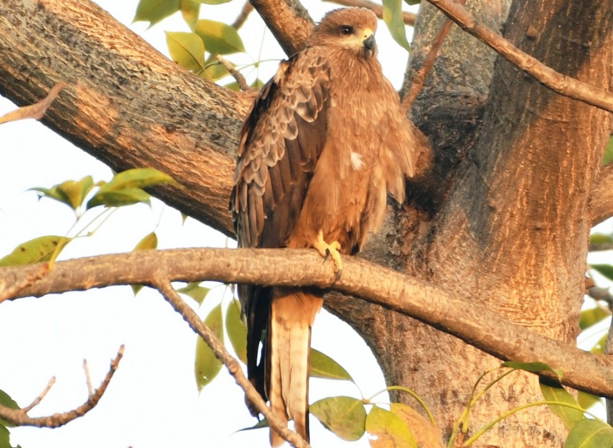 Black Kite - ML645435352