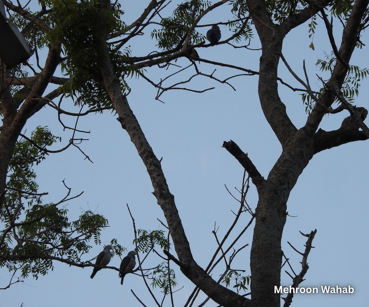 Бронзовый плодовый голубь - ML645435364