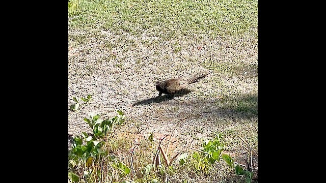 Pheasant Coucal - ML645435367