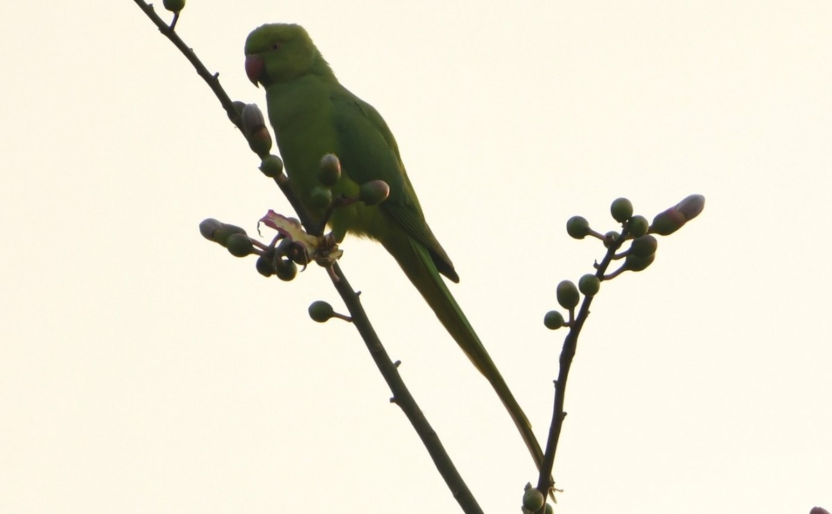 Rose-ringed Parakeet - ML645435395
