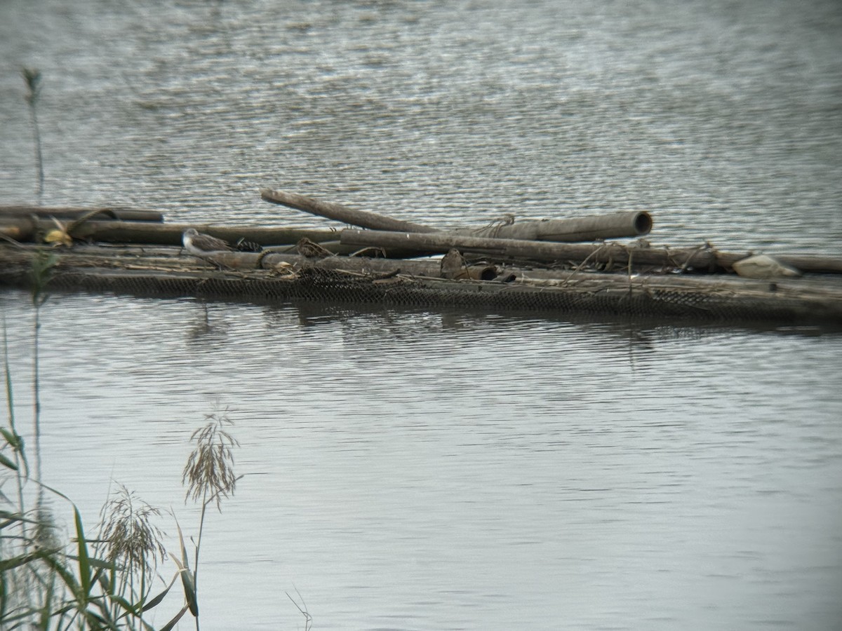 חרטומית ביצות - ML645435399