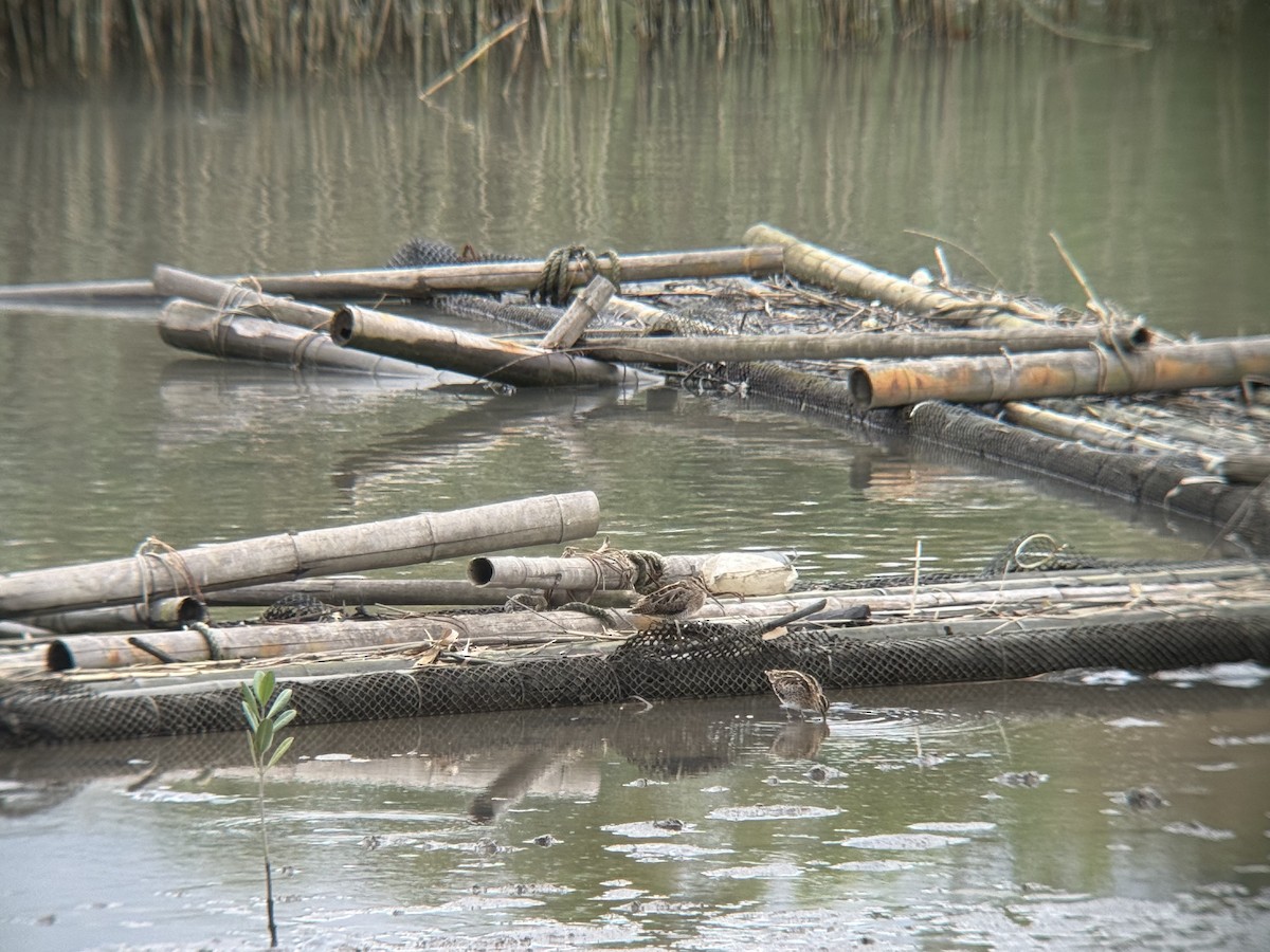 חרטומית ביצות - ML645435400