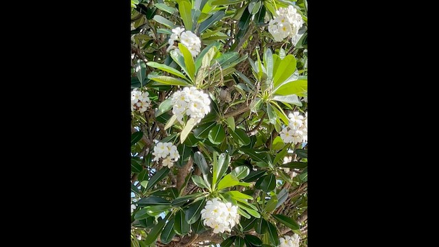 Little Friarbird - ML645435407