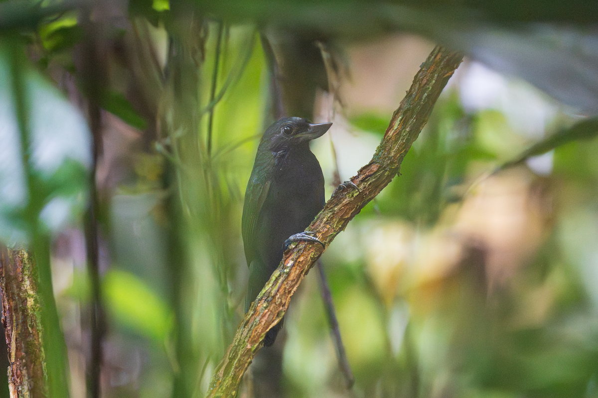 Recurve-billed Bushbird - ML645435409
