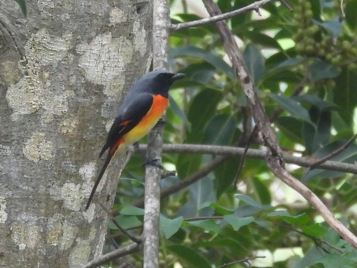Small Minivet - ML645435410