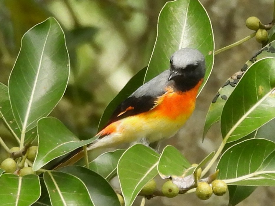 Small Minivet - ML645435411