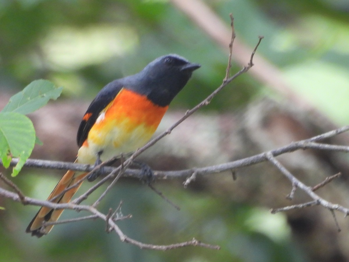 Small Minivet - ML645435412