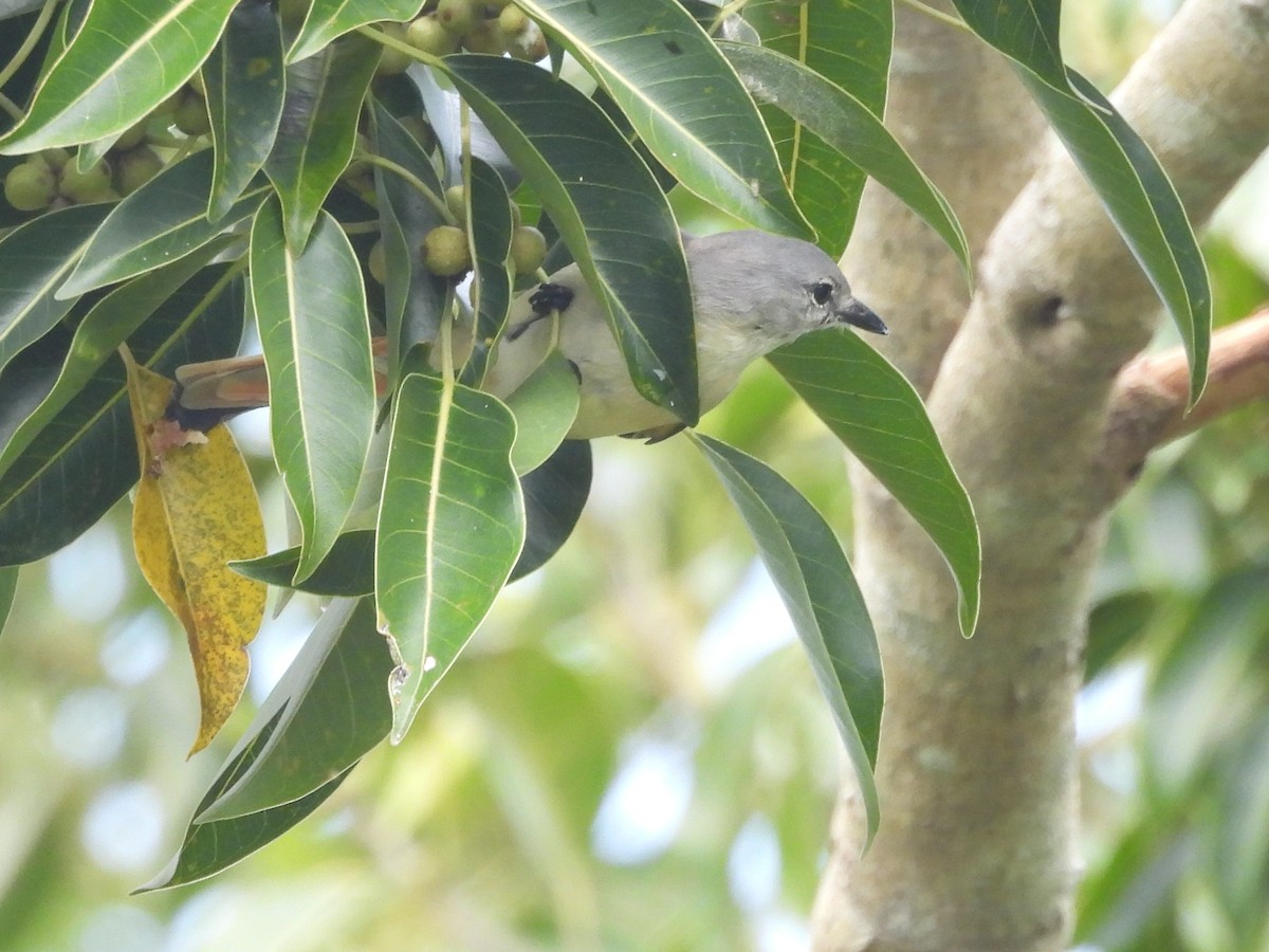 Small Minivet - ML645435413