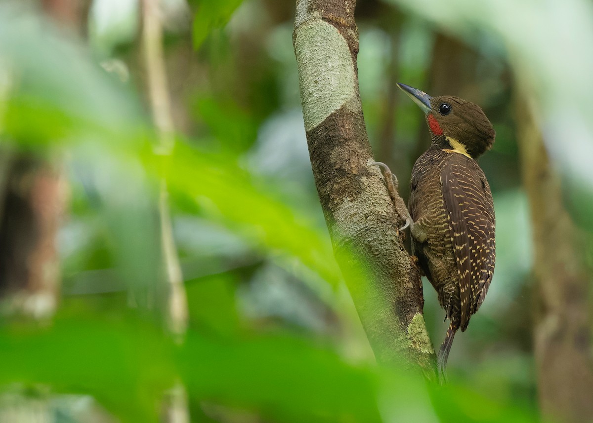 Tukkispecht - ML645435424