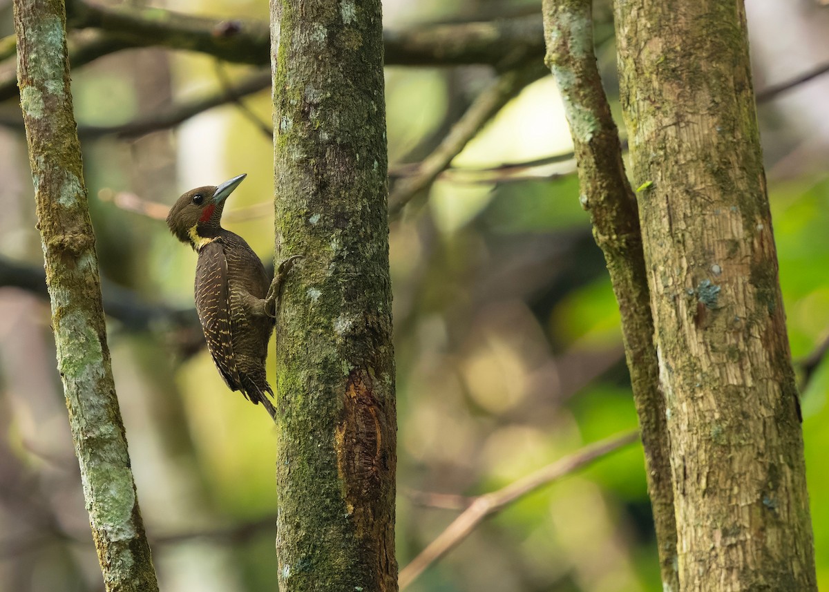 Tukkispecht - ML645435425