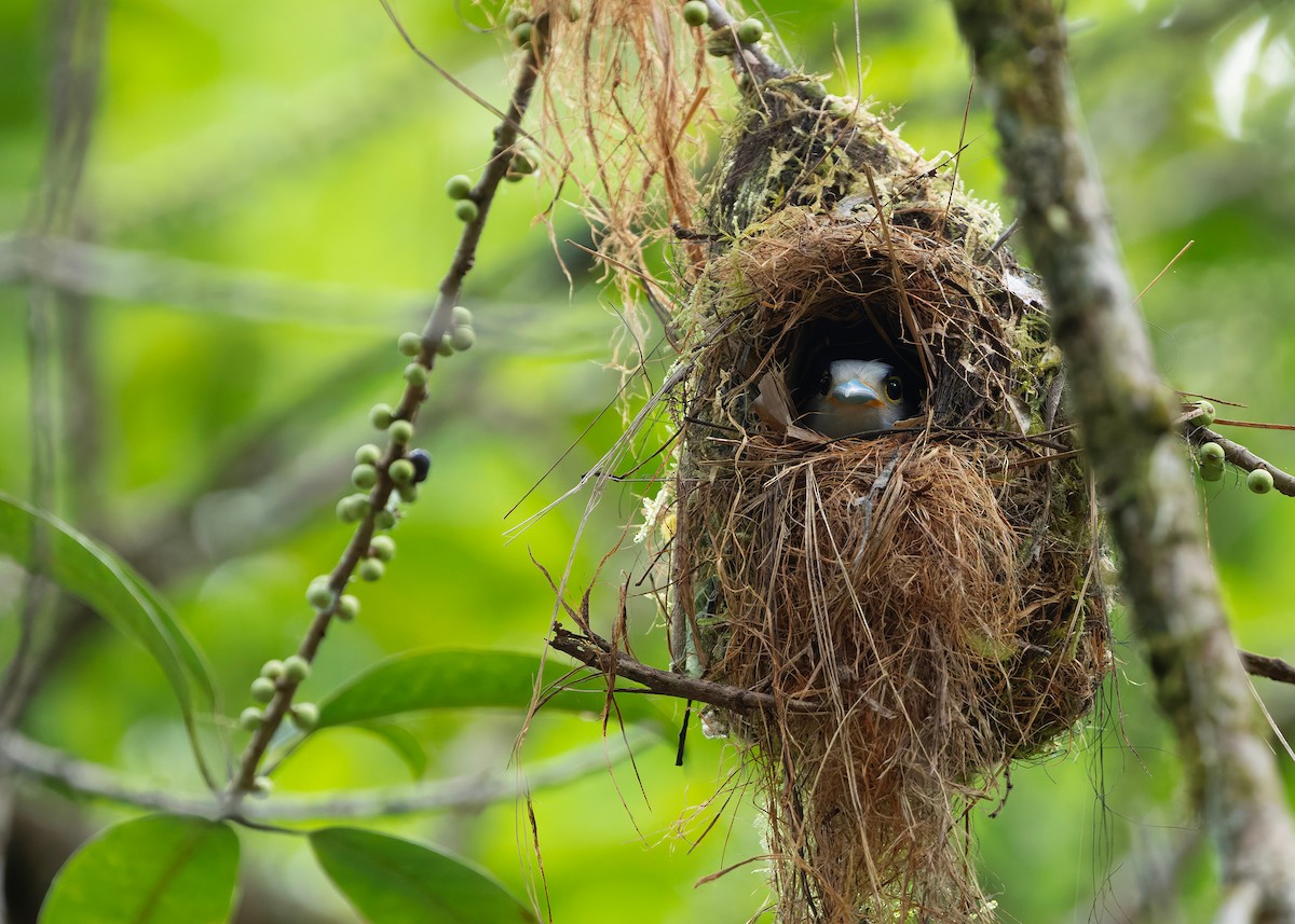 Рогодзьоб синьокрилий - ML645435427