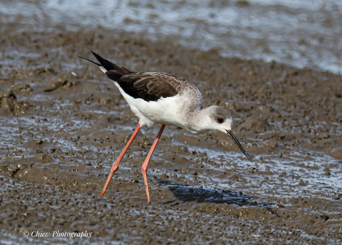 高蹺鴴 - ML645435433