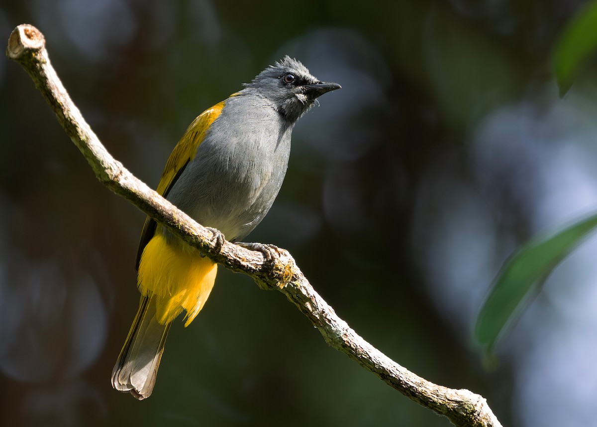 Gray-bellied Bulbul - ML645435436