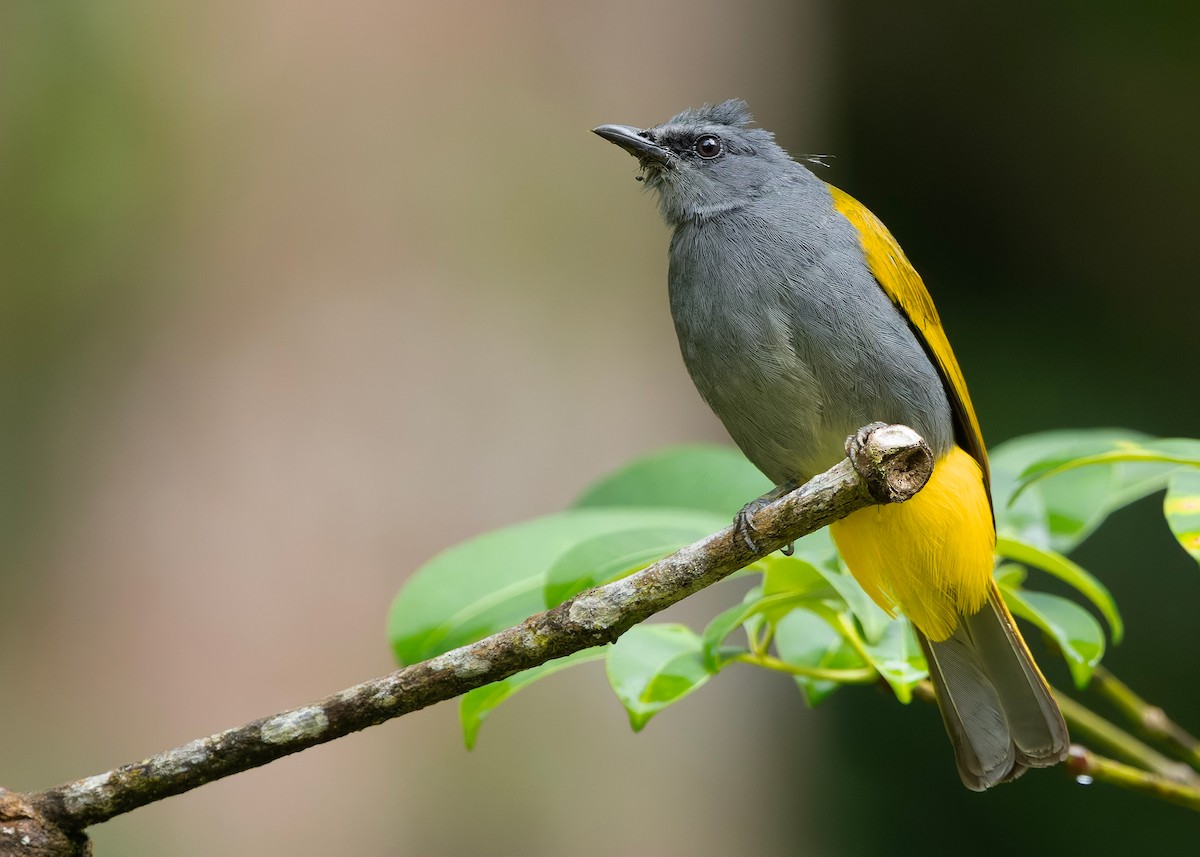 Gray-bellied Bulbul - ML645435437