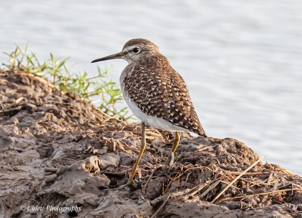 vodouš bahenní - ML645435444