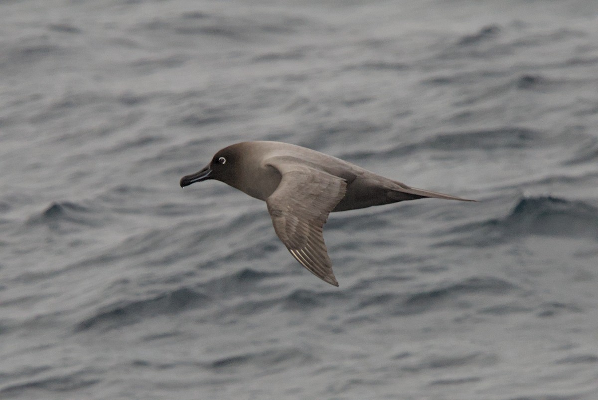 Light-mantled Albatross - ML645435467