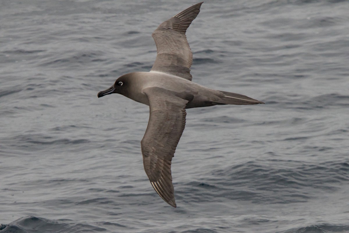 Light-mantled Albatross - ML645435470