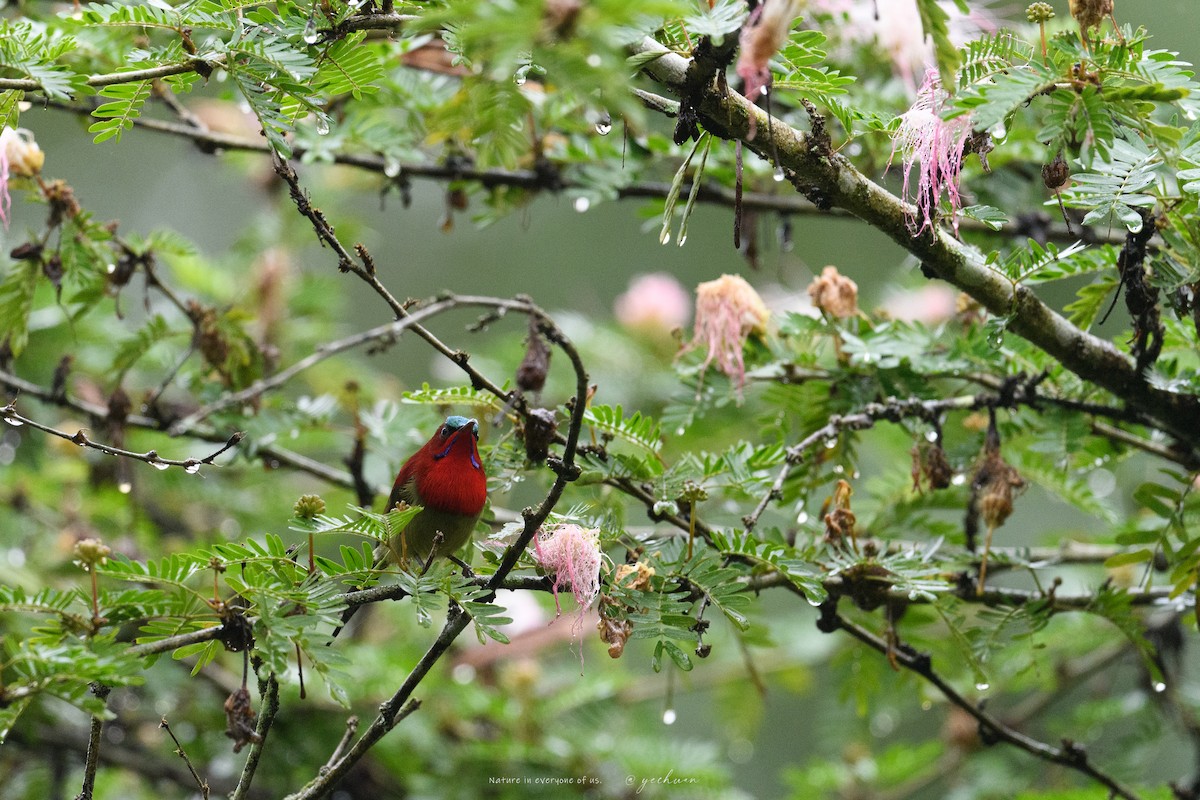 strdimil karmínovoprsý - ML645435482