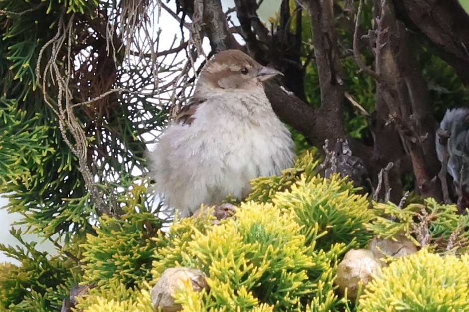 Gorrión Común - ML645435491