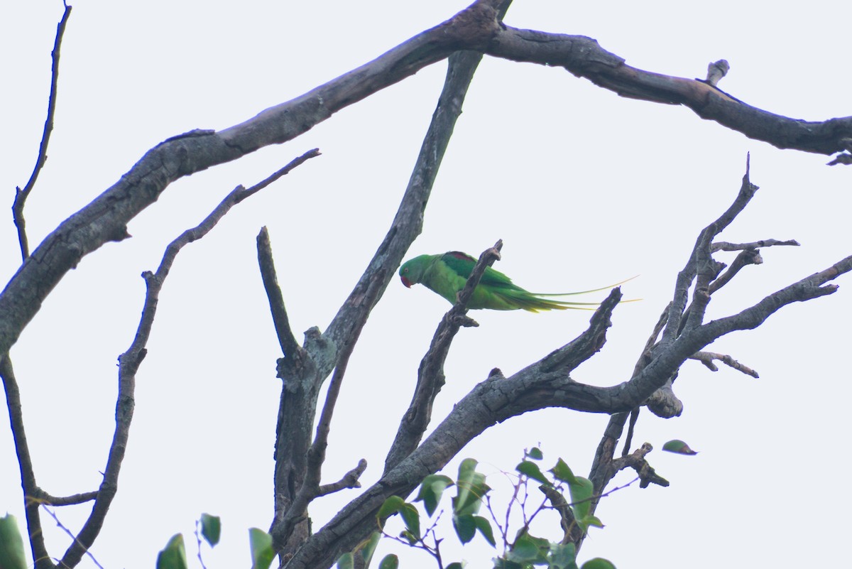 Alexandrine Parakeet - ML645435493