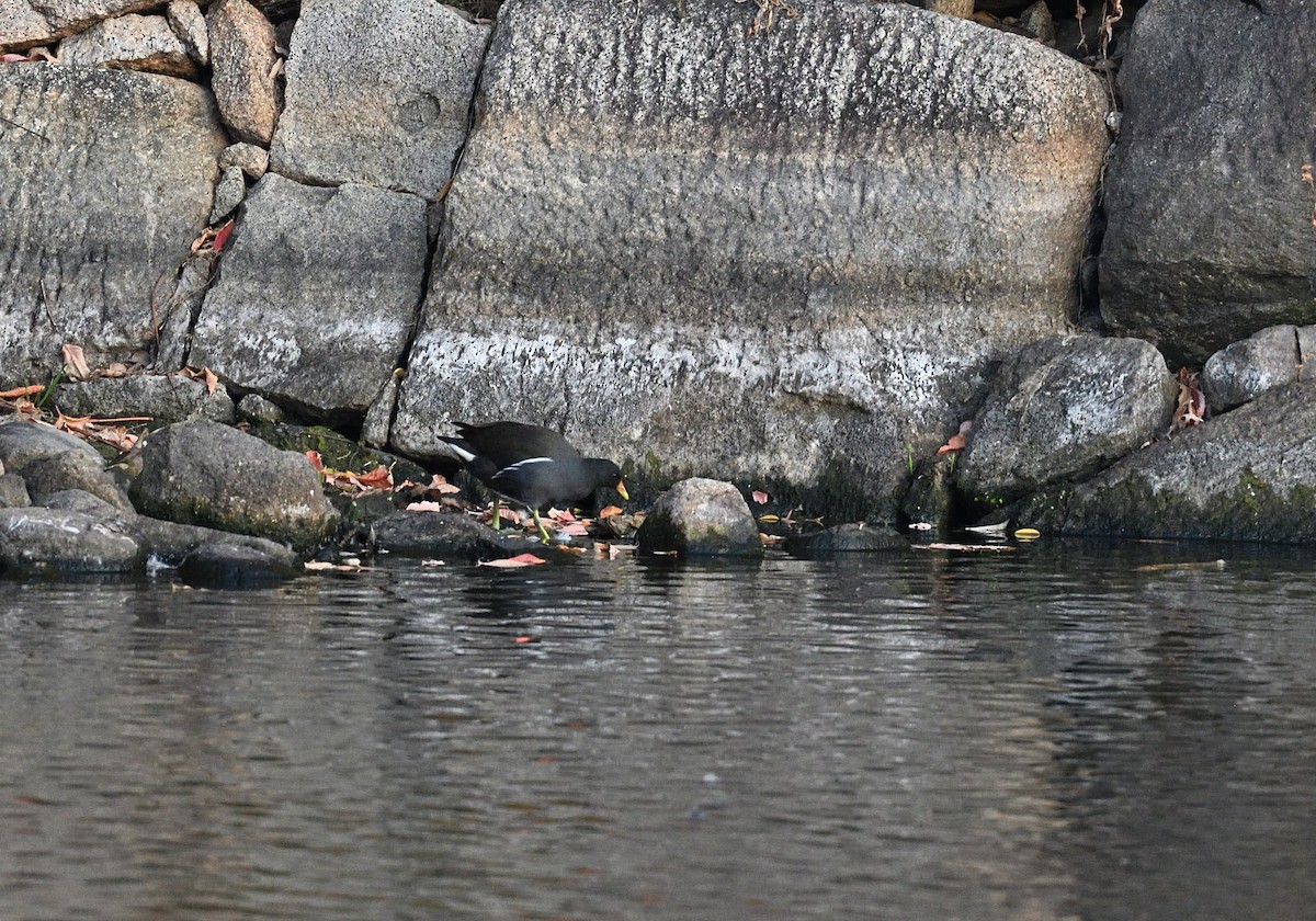 Курочка водяна - ML645435498