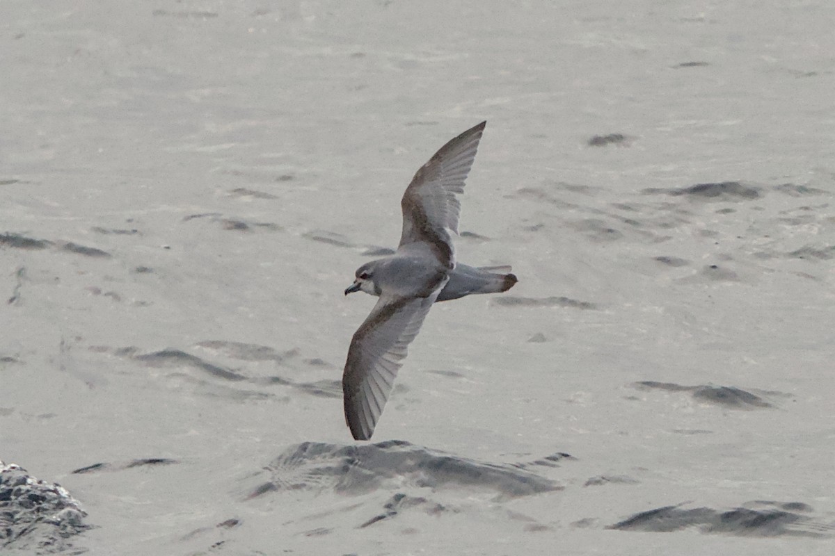 antarktishvalfugl - ML645435500