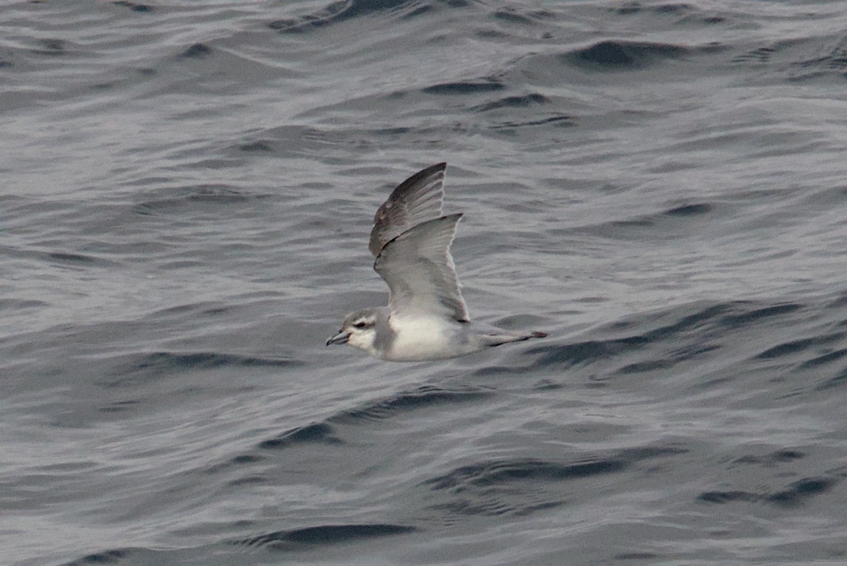 antarktishvalfugl - ML645435505