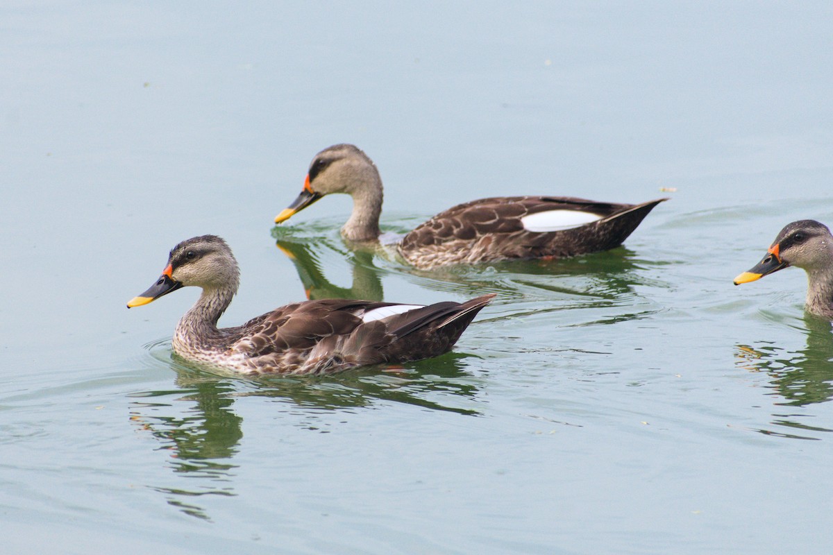 Indian Spot-billed Duck - ML645435506
