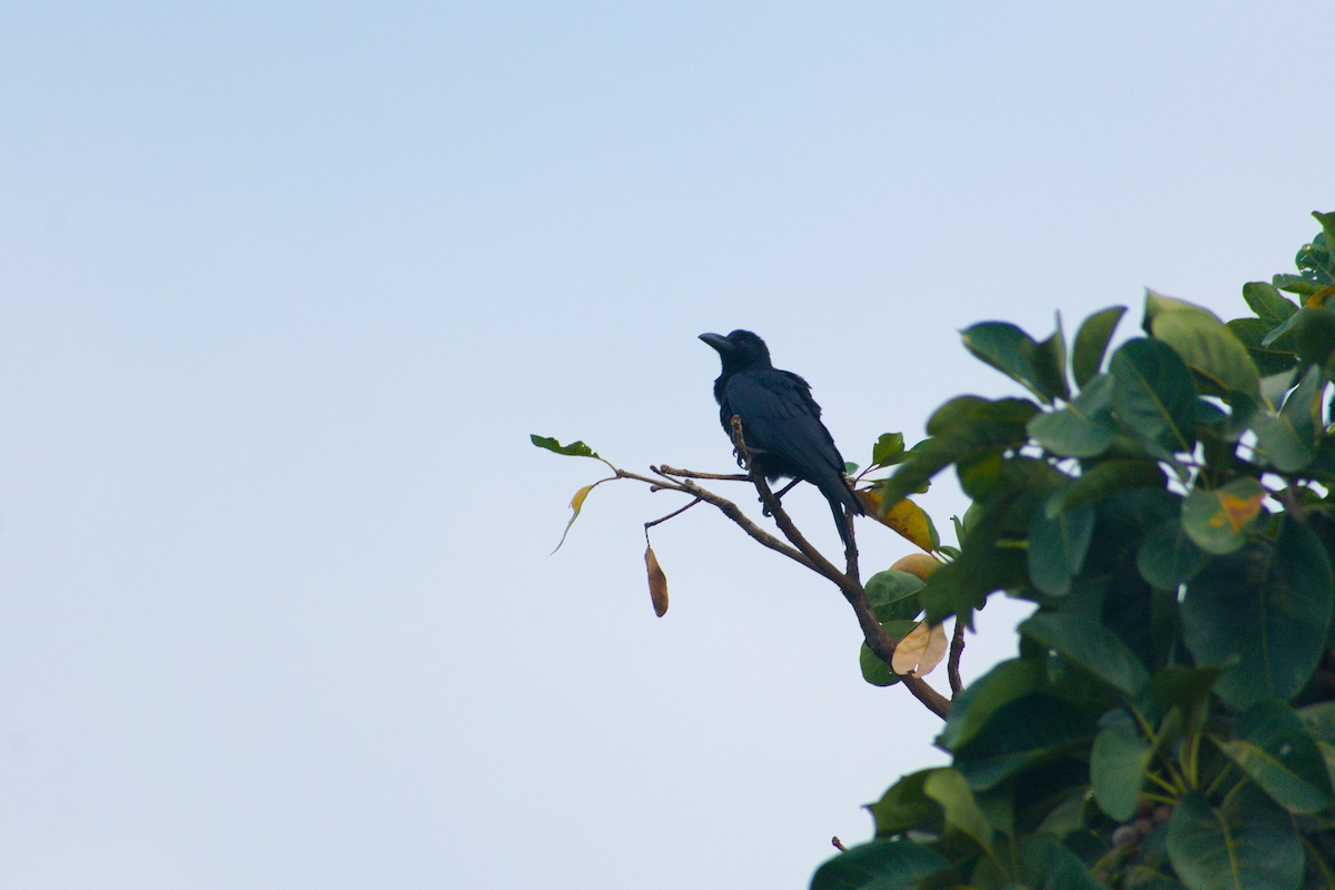 Large-billed Crow - ML645435511