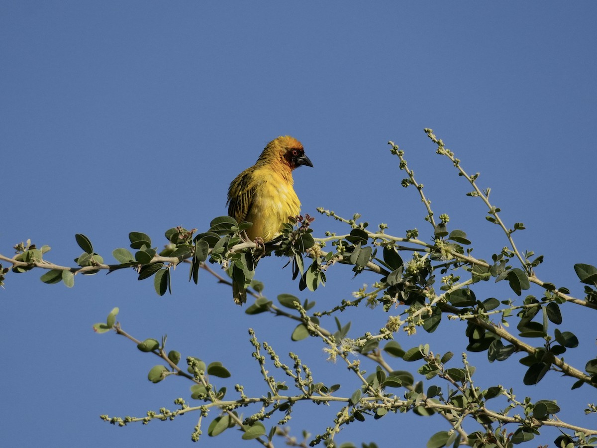 Ткачик рудощокий - ML645435515