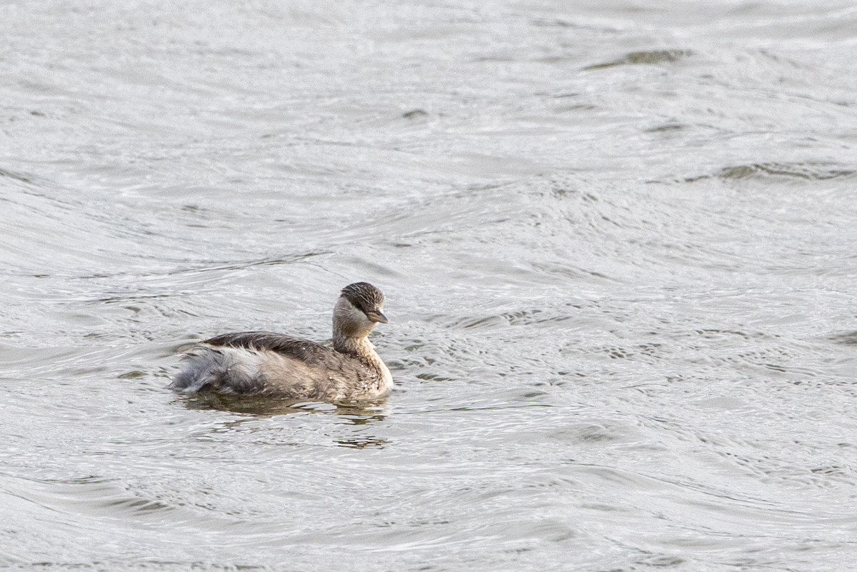 Hoary-headed Grebe - ML645435524