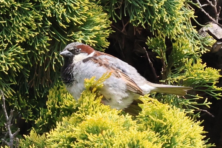 Gorrión Común - ML645435526