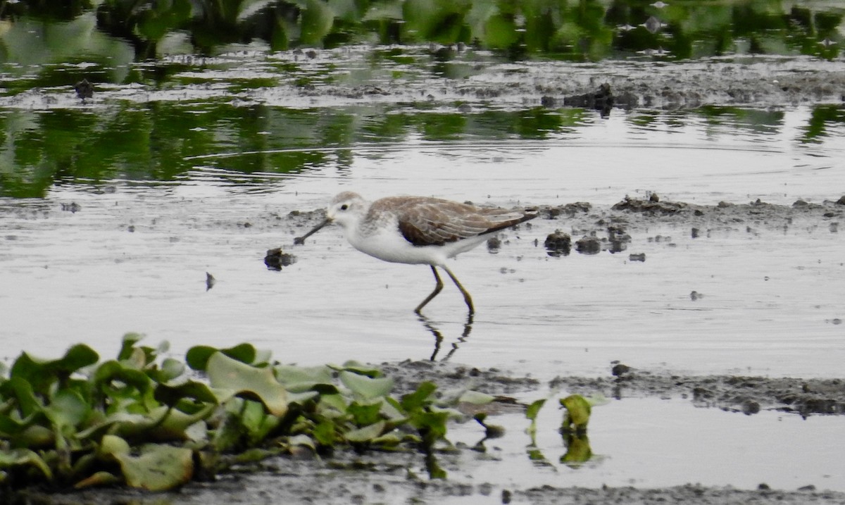 vodouš štíhlý - ML645435528