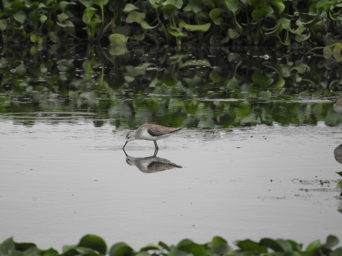 vodouš štíhlý - ML645435529