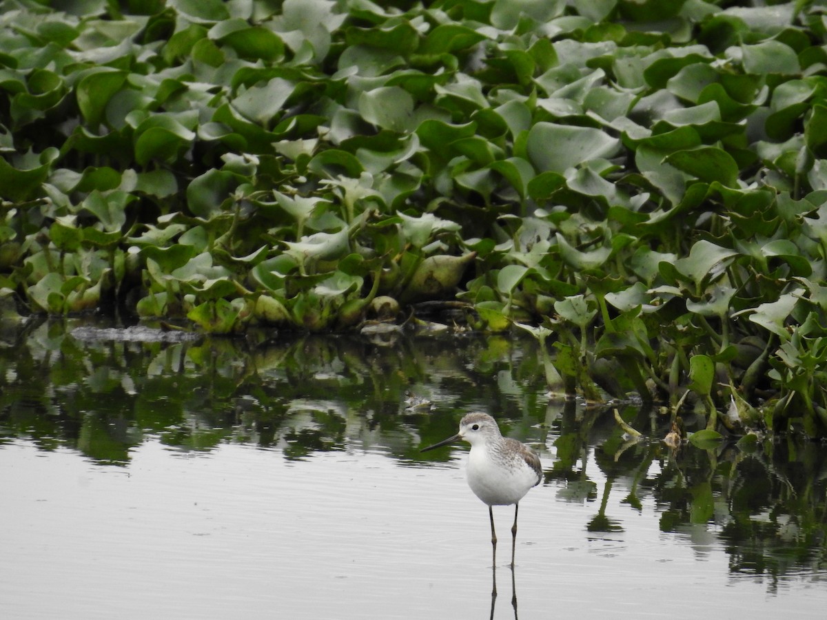 vodouš štíhlý - ML645435530