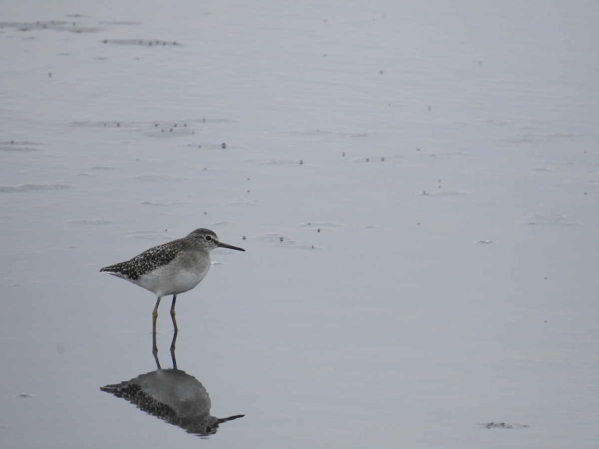 vodouš bahenní - ML645435532