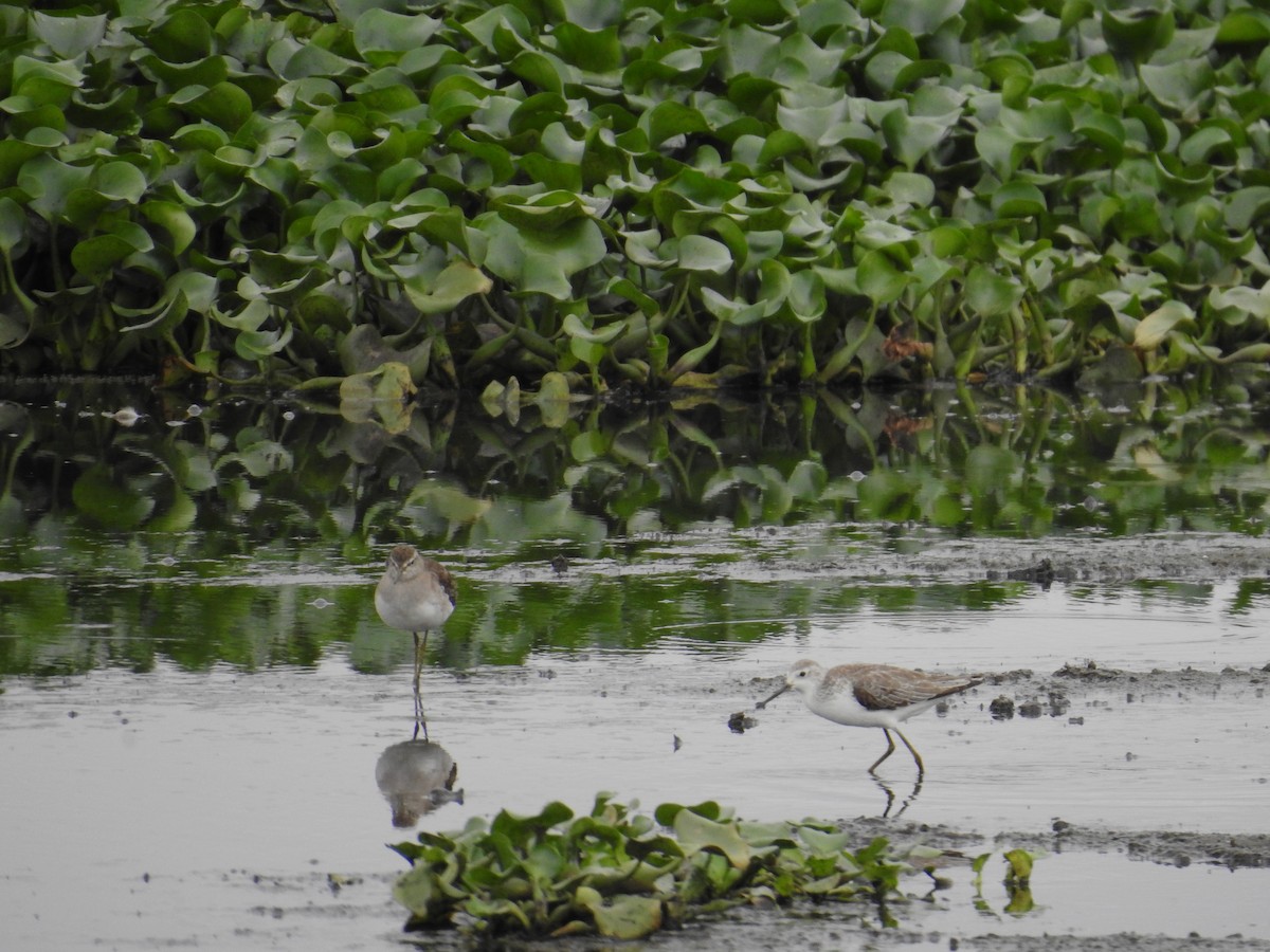 vodouš bahenní - ML645435533