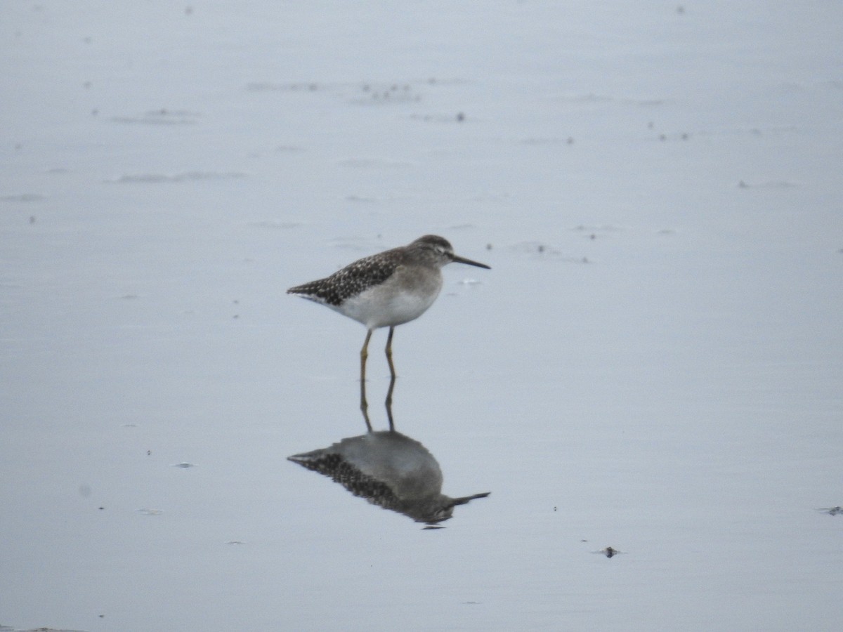 vodouš bahenní - ML645435534