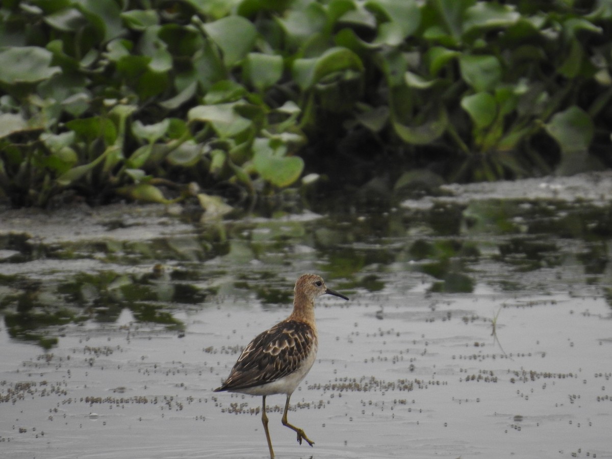 jespák bojovný - ML645435536