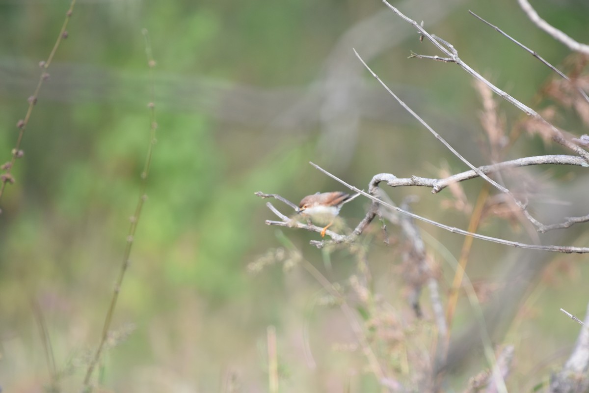 Yellow-eyed Babbler - ML645435538