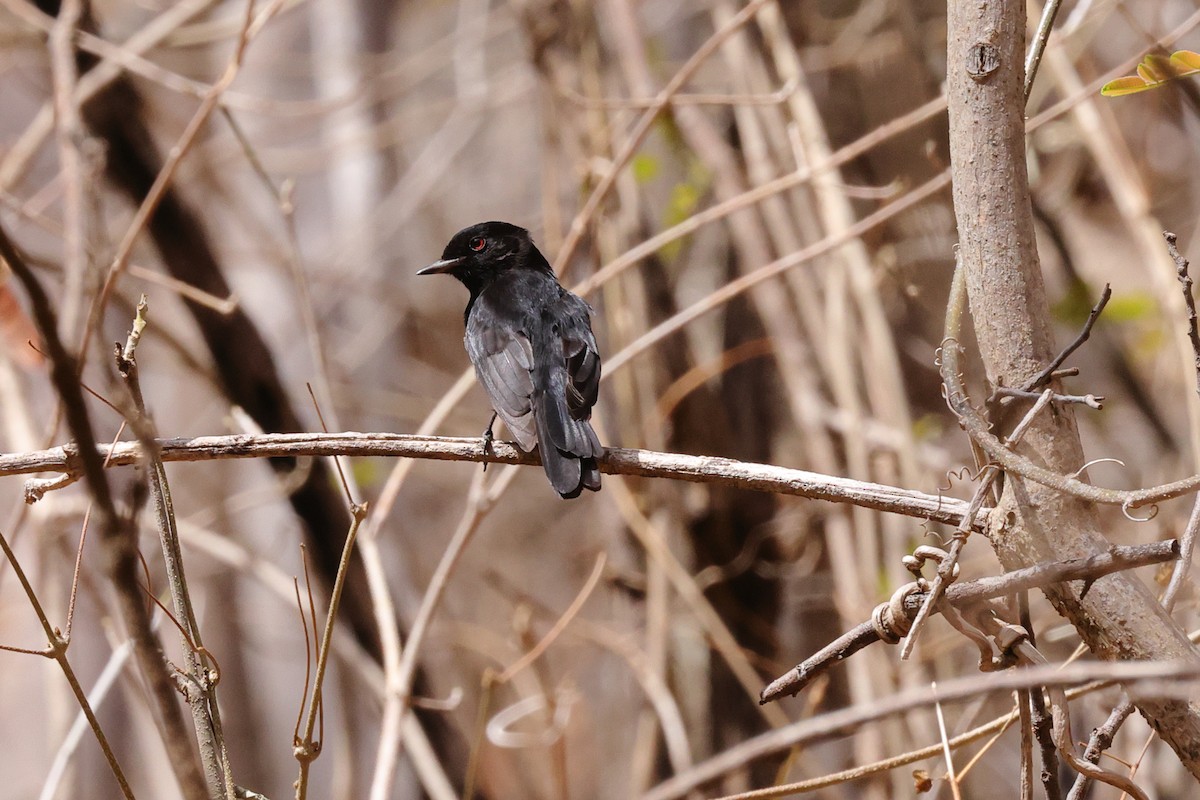 Caatinga Black-Tyrant - ML645435545