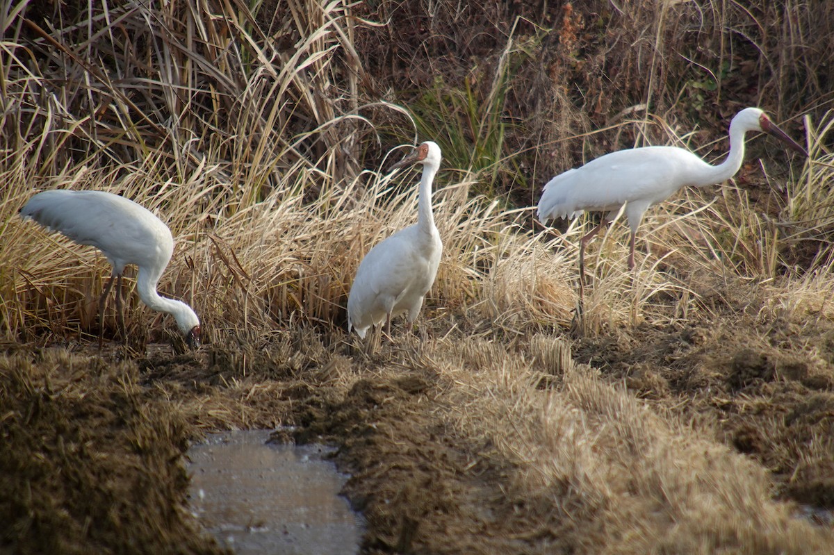 ソデグロヅル - ML645435546