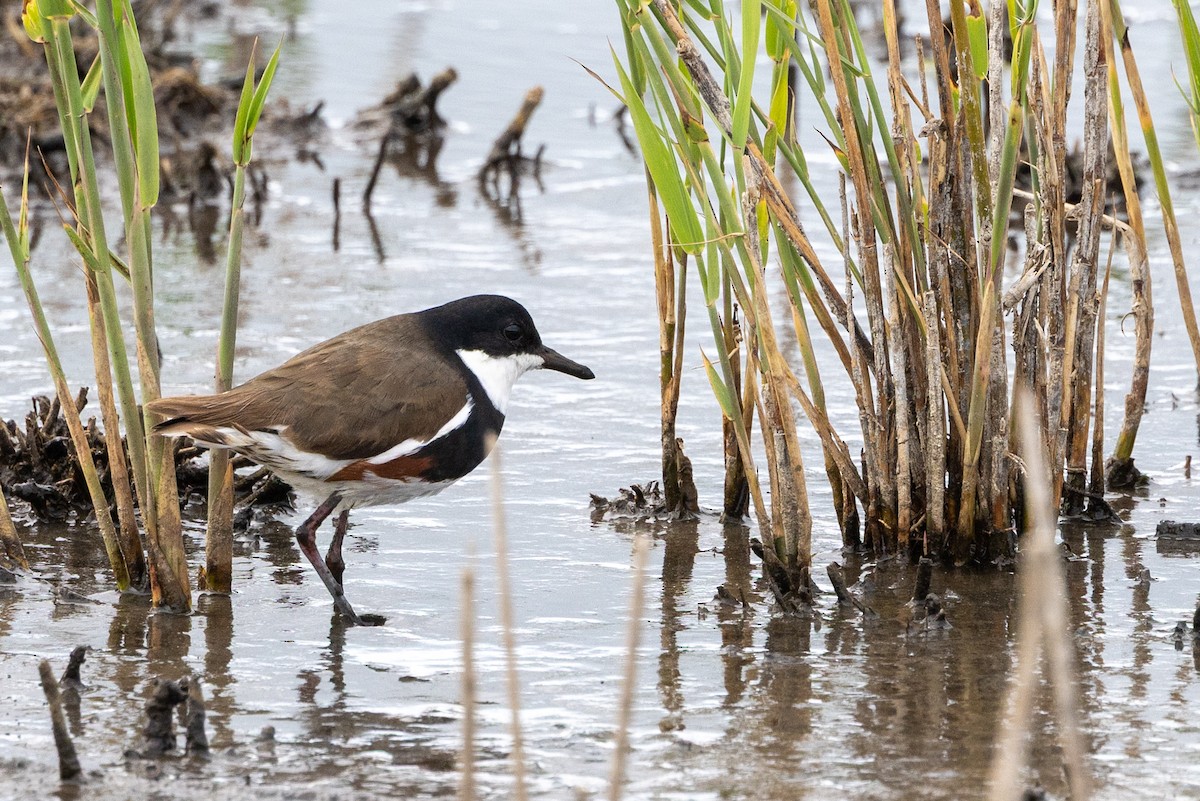 Red-kneed Dotterel - ML645435547